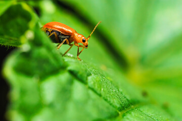 Pumpkin beentle Cucurbit Leaf Beetle or Yellow Squash Beetle it is classified as one of the insect pests.