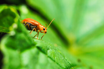 Pumpkin beentle Cucurbit Leaf Beetle or Yellow Squash Beetle it is classified as one of the insect pests.