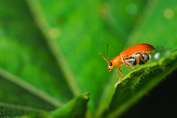 Pumpkin beentle Cucurbit Leaf Beetle or Yellow Squash Beetle it is classified as one of the insect pests.