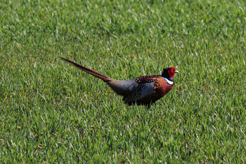 Pheasant in the field, Male Ring-necked Pheasant parades in the field to show his large scallop...