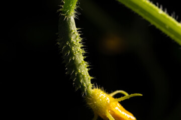 Cucumber flowers at night.