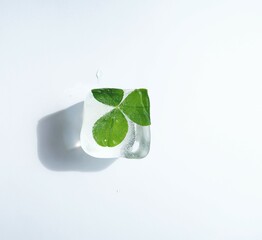 frozen leaf clover in the ice cube on white background