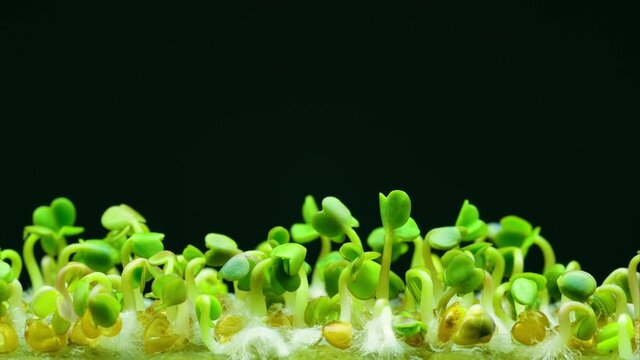 Germination of young green plants from seeds close-up, accelerated shooting, timelapse