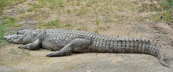 Crocodile d'Afrique de l'Ouest