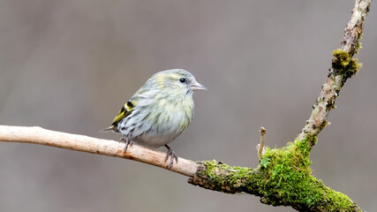 bird, robin, natur, wild lebende tiere, tier, wild, ast, schnabel, 
