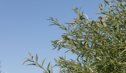 A sparrow is sitting on a willow branch against the blue sky.
