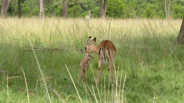 Impala  (Aepyceros melampus ) licking her just born fawn.