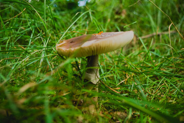 mushroom in the forest
