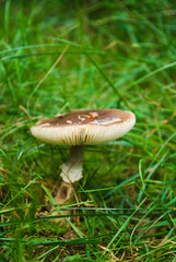 mushroom in the forest