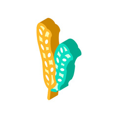 fucus vesiculosus seaweed isometric icon vector. fucus vesiculosus seaweed sign. isolated symbol illustration