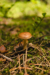 mushroom in the grass