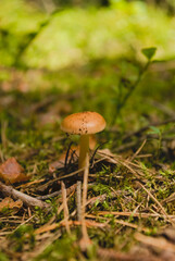 mushroom in the grass