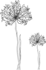botanical flower illustration