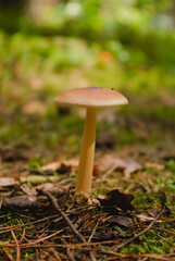 mushrooms in the forest