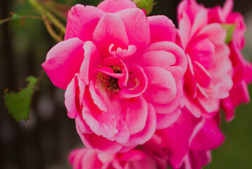 pink flower