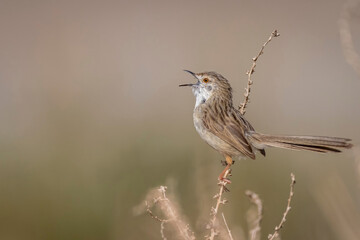 Fototapeta premium Graceful prinia