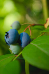blueberries on the bushes waiting to be harvested