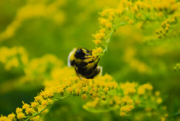 bee on yellow flower