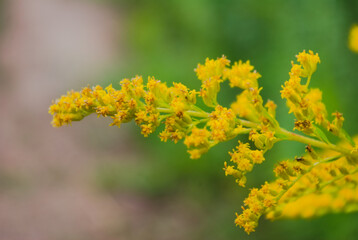 close up of yellow flowers