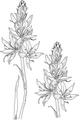 sketch of a flower