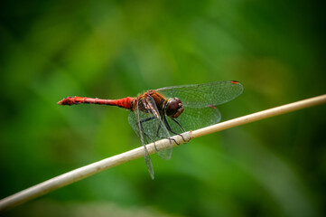  ruddy darter (Sympetrum sanguineum). The dragonfly. Macro