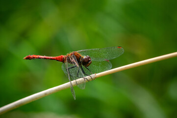  ruddy darter (Sympetrum sanguineum). The dragonfly. Macro