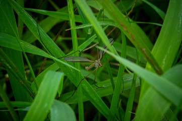 Crane fly (Tipulidae). Macro
