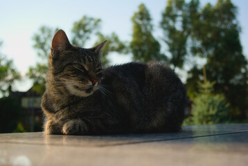 cat in the garden
