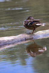 Photo of a resting duck on a log, standing on one leg with reflection in the water