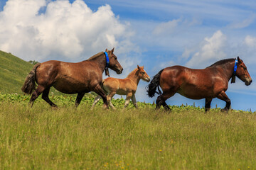 Family of brown horses in the green mountain