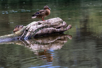 Photo of a resting duck on a log with reflection in the water