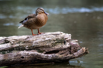 Photo of a resting duck on a log