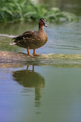 Photo of a resting duck on a log  with reflection in the water