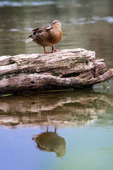 Photo of a resting duck on a log, standing on one leg with reflection in the water