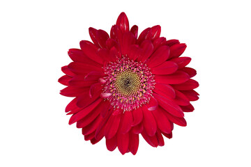 Top view colorful red gerbera flower or barberton daisy blooming. Close-up on pollen. On isolated...