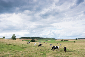 summer countryside landscape with green meadows and cows in french ardennes near charleville