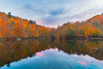 Image of trees in autumn.