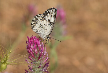 A mediterranean marbled white (Melanargia titea) collecting nectar on flower.