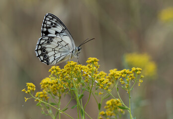 A mediterranean marbled white (Melanargia titea) collecting nectar on flower.