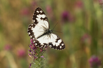 A mediterranean marbled white (Melanargia titea) collecting nectar on flower.