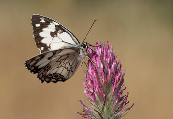 A mediterranean marbled white (Melanargia titea) collecting nectar on flower.