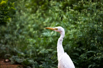 Cattle Egret or known as the bubulcus Ibis Standing Firmly near the plants for insects and pest
