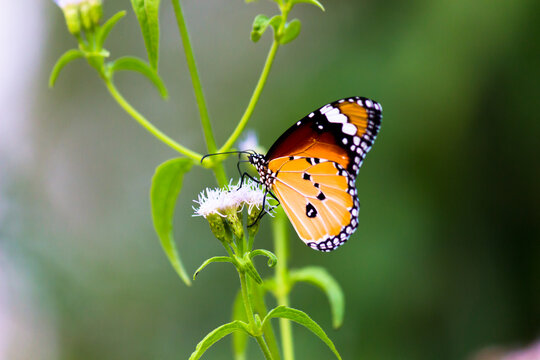 Close up of Plain Tiger Danaus chrysippus butterfly resting on the plant in natures green background
