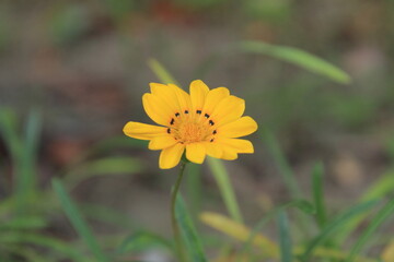 ガーデニングで育てたガザニアの花