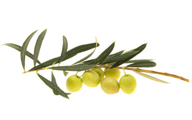 branch with green olives isolated