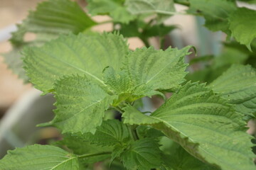 家庭菜園　シソの葉
