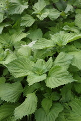 家庭菜園　シソの葉