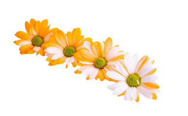 beautiful chrysanthemum isolated