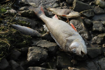 fish DEAD