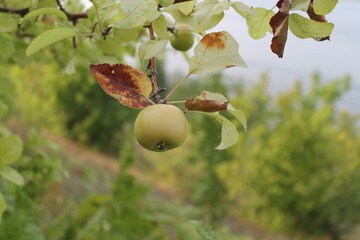 acorn on oak